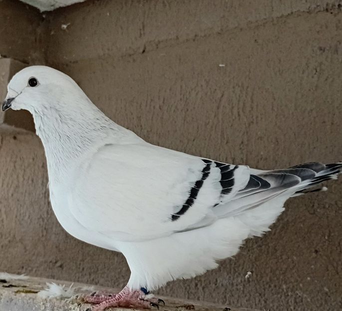  - 8femele azur matca 2021