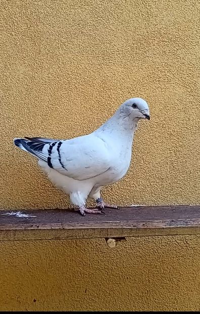 Screenshot_20241008_122112_Video Player - 8femele azur matca 2021