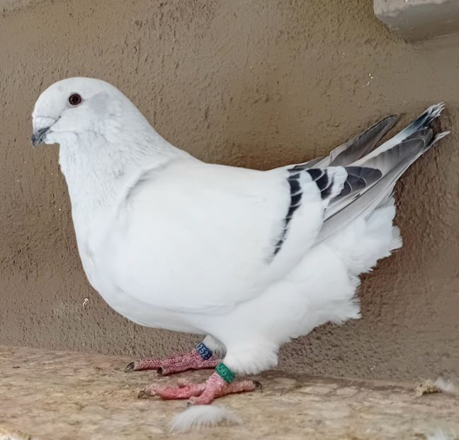  - 8femele azur matca 2021