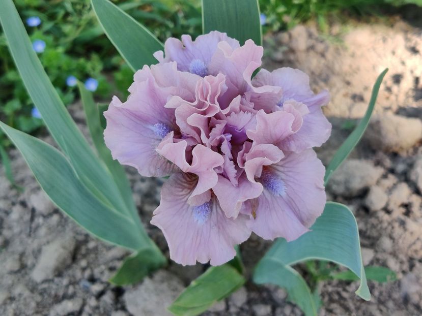 Cheery blush_5 petale - Irisi pitici_SDB-MDB-MTB
