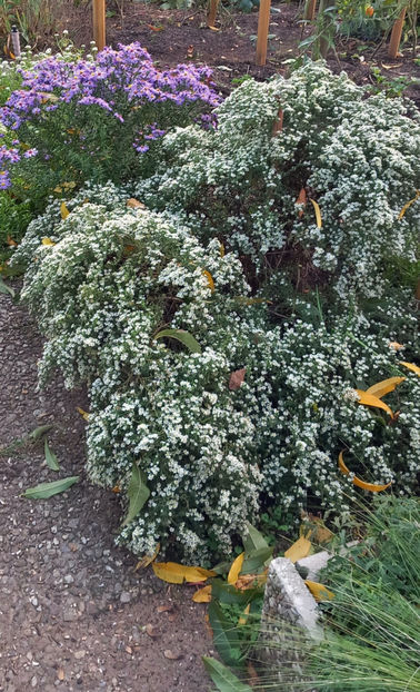  - 2024 - 03 - Toamna