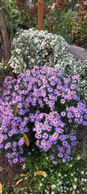  - 2024 - 03 - Toamna