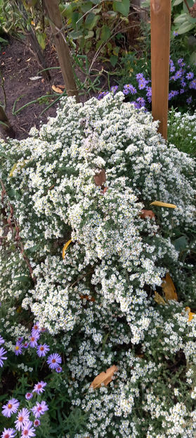  - 2024 - 03 - Toamna