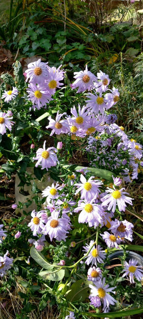  - 2024 - 03 - Toamna