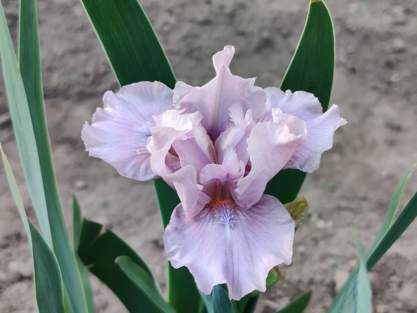 Cheery blush - Irisi pitici_SDB-MDB-MTB