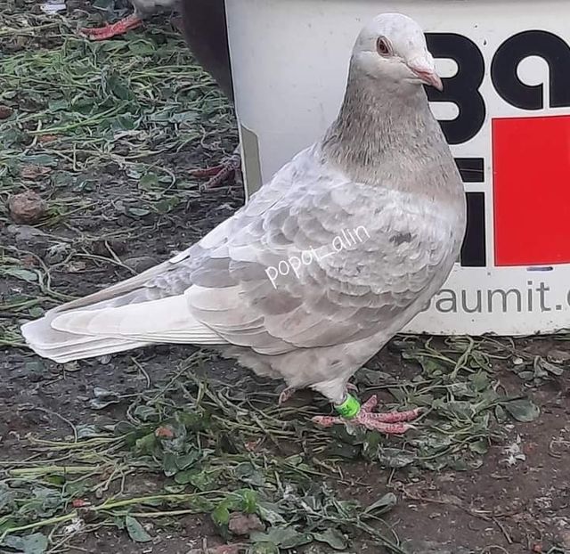  - Nu îmi aparțin 8