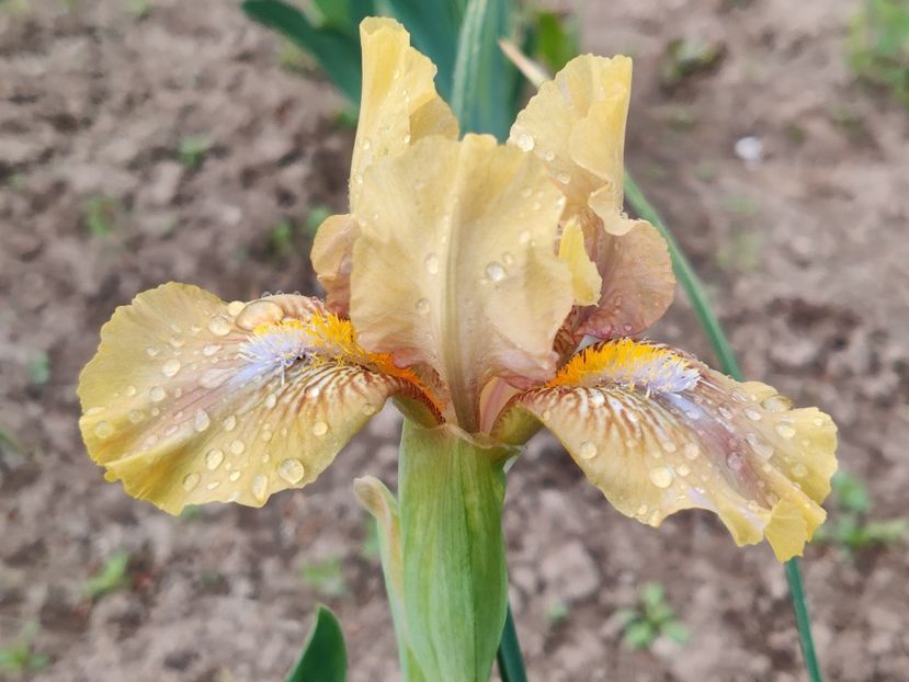 Selkuncik - Iris germanica_barbosi