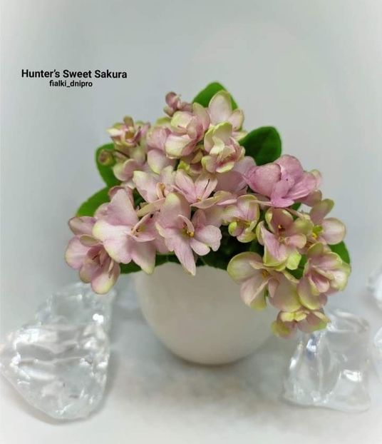Poza net - Hunter s Sweet Sakura