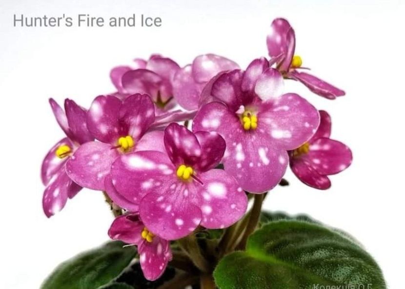 Poza net - Hunter s Fire and Ice