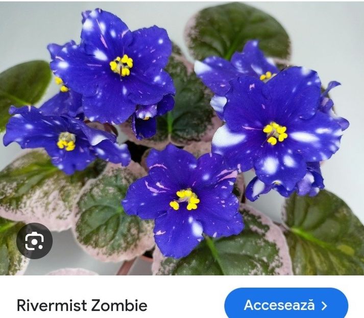 Poza net - Rivermist Zombie