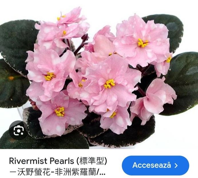 Poza net - Rivermist Pearls