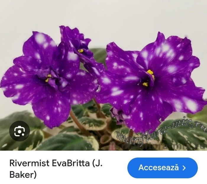  - Rivermist Evabritta