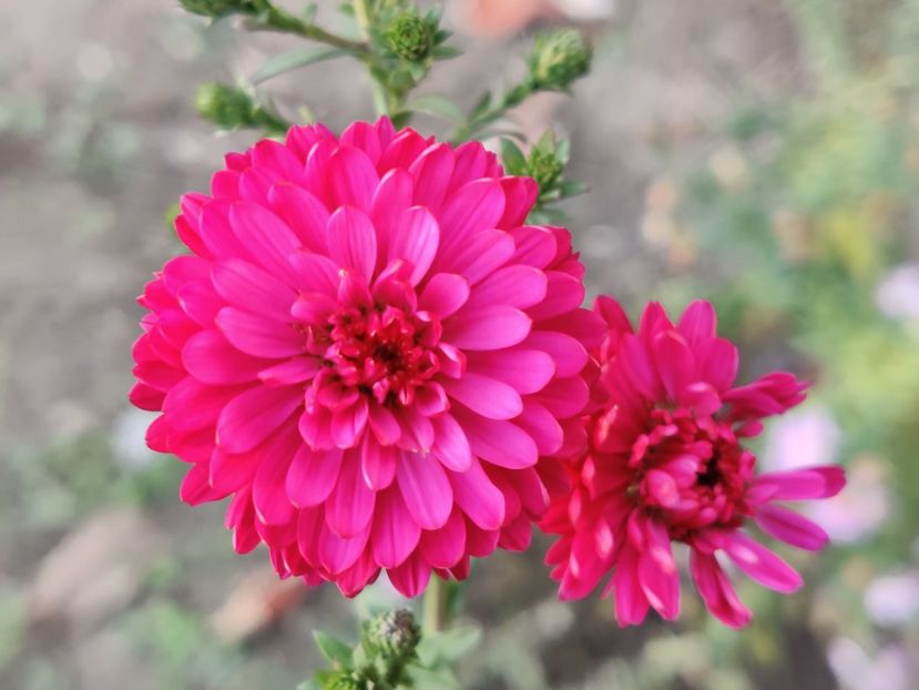  - Aster