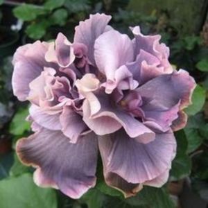 Marianne Charlton, poza preluata - Marianne Charlton