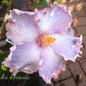 Ice Princess, poza preluata - Marianne Charlton