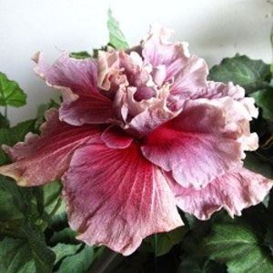 Godiva, poza preluata - Marianne Charlton