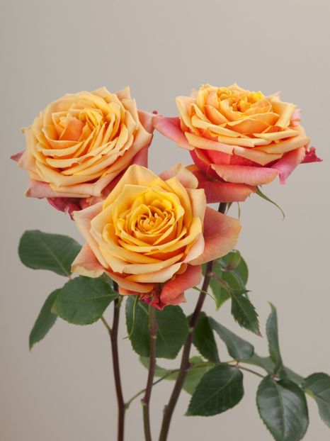 Cherry_Brandy 6 - CHERRY BRANDY