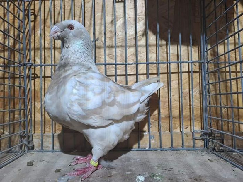 F 2023 vindut 800 euro - 2024 DE VINZARE