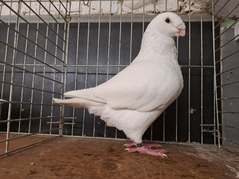 M. Cadou Michel van hame - 2024 DE VINZARE