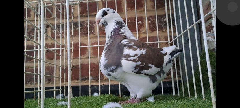 F 2021 vinduta ghiba - 2024 DE VINZARE