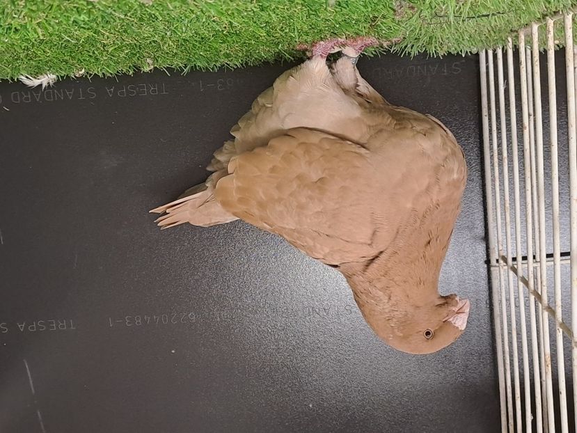 Cadou Cristi Mircica - 2024 DE VINZARE