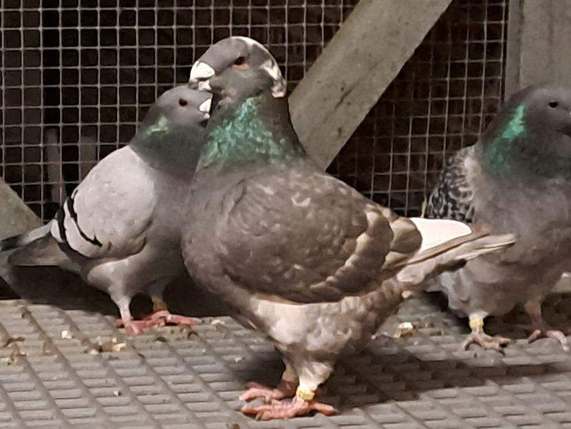 M 2023 - 2024 DE VINZARE