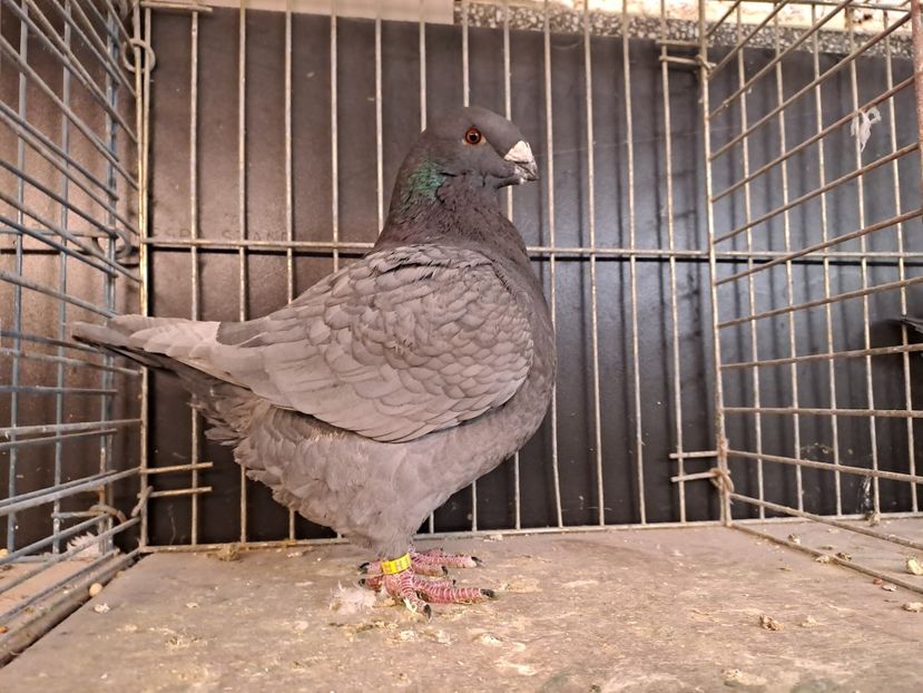 F 2023 - 2024 DE VINZARE