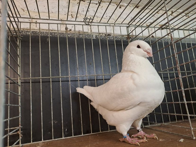 F rezervata 2023. 1540 - 2024 DE VINZARE