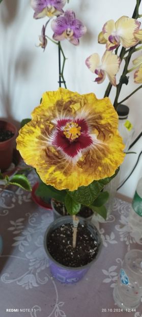  - Hibiscusi