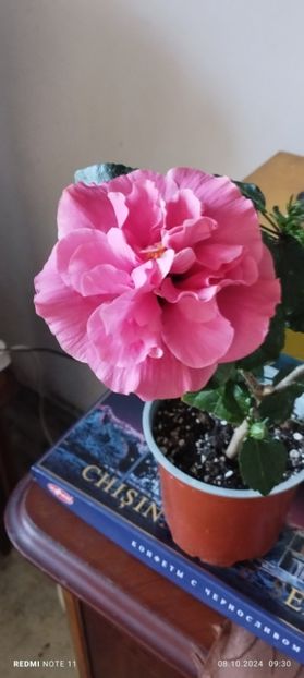  - Hibiscusi