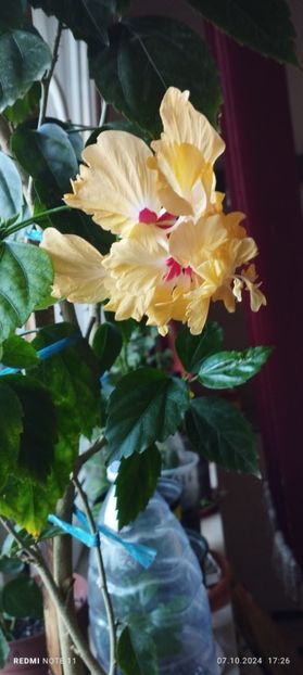  - Hibiscusi