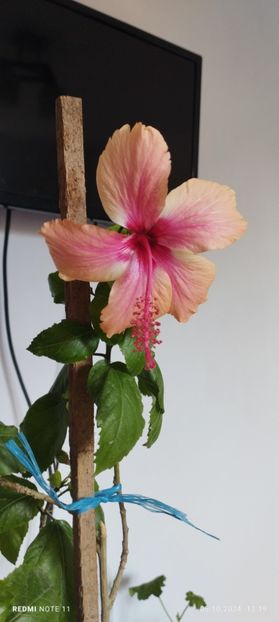  - Hibiscusi