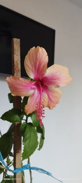  - Hibiscusi