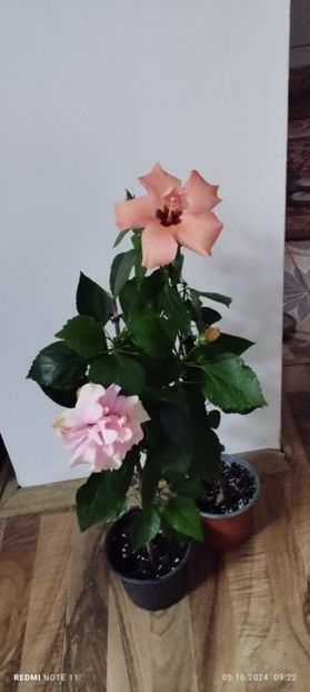  - Hibiscusi