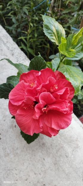  - Hibiscusi