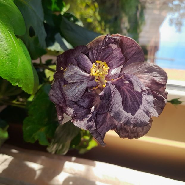  - DPs Black Treasure