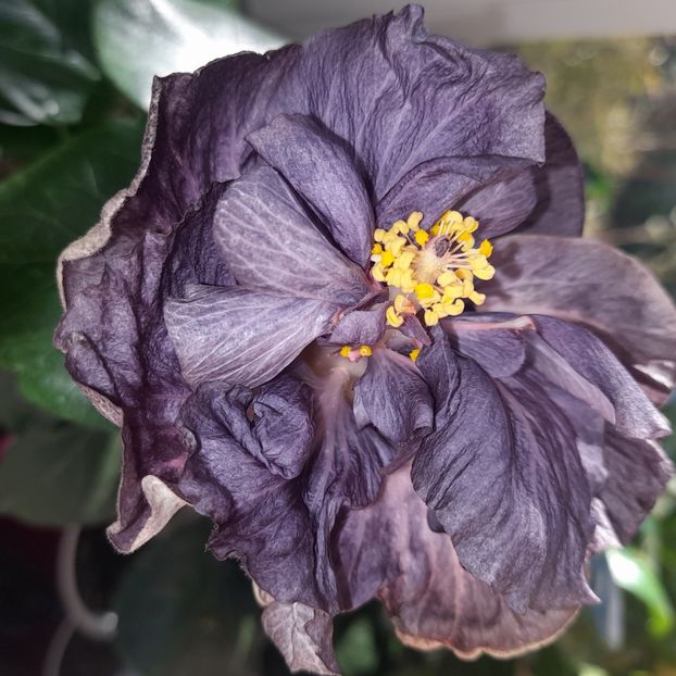  - DPs Black Treasure