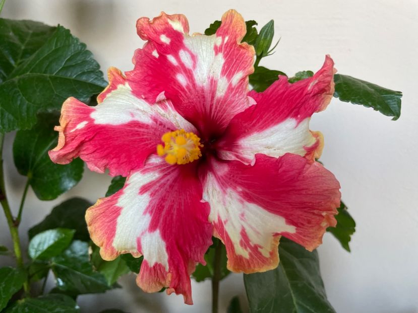  - 001 - Hibiscusi 2024 - 2
