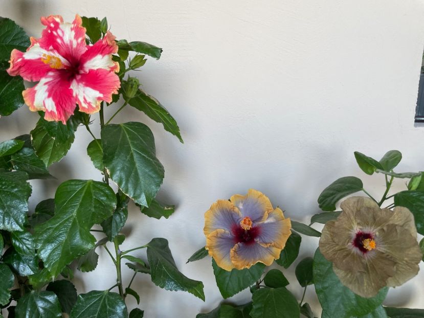  - 001 - Hibiscusi 2024 - 2