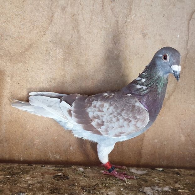 Mascul 22-827....-15 lei - Porumbei vanduti