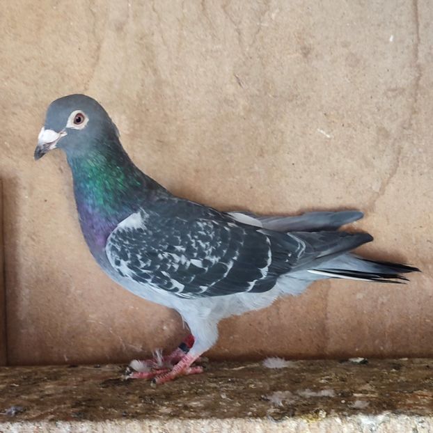 Mascul 22-712 - Stropit