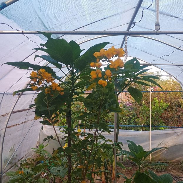 6b73ade8-4e74-4fa4-a6e4-edb512d0d2be-1_all_36623 - arbori ornamentali 2024