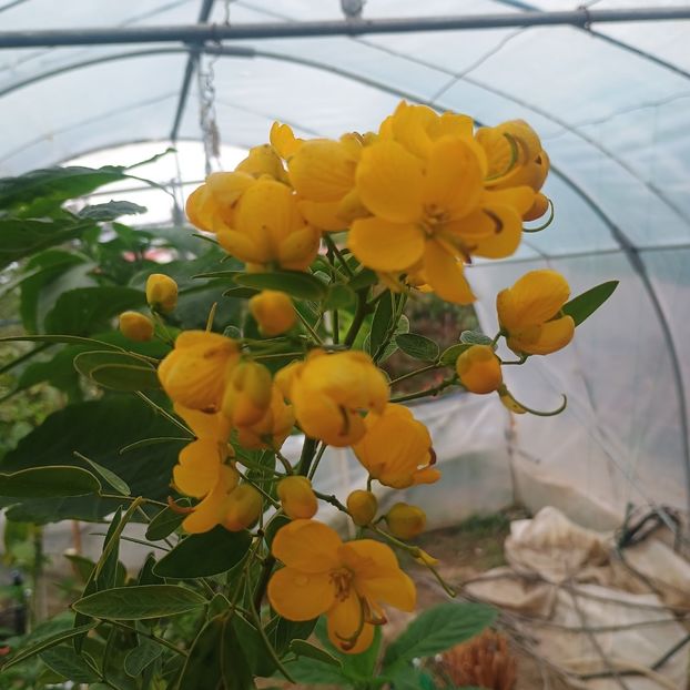 cassia occidentalis - arbori ornamentali 2024