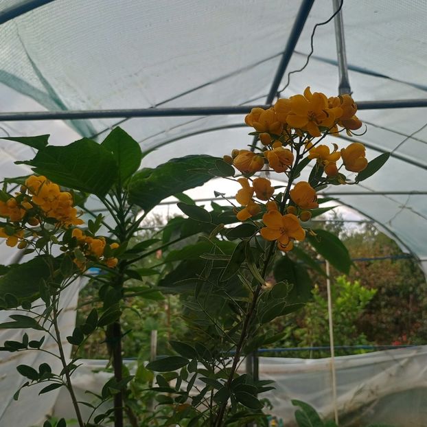  - arbori ornamentali 2024