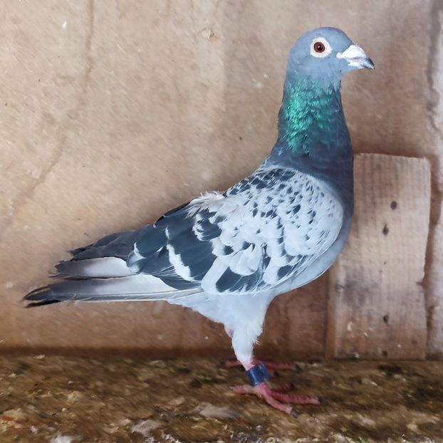 Mascul 20-683 - Stropit