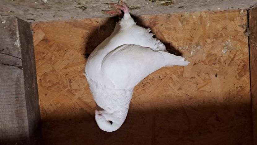 F 2023 - 2024 DE VINZARE