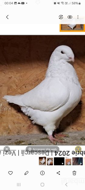 Vinduta ghiba - 2024 DE VINZARE