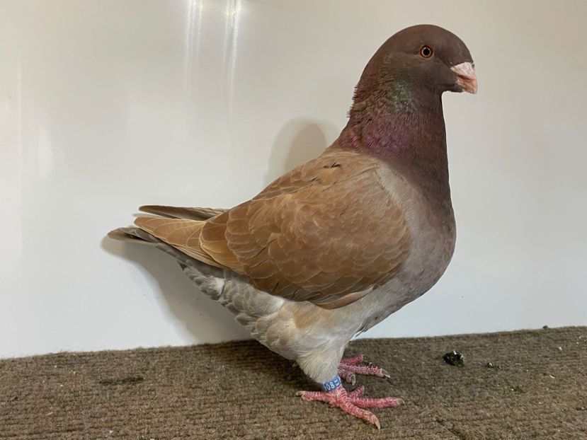  - Porumbei Vânduți