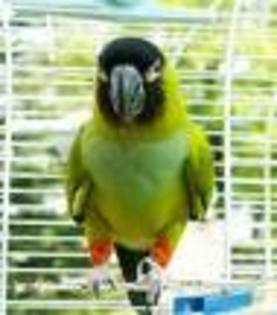 imagesCAGMUK4B - papagali nandayus nanday