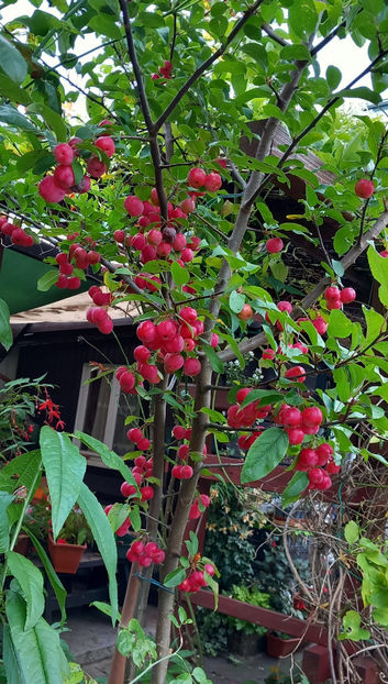  - 2024 - 03 - Toamna